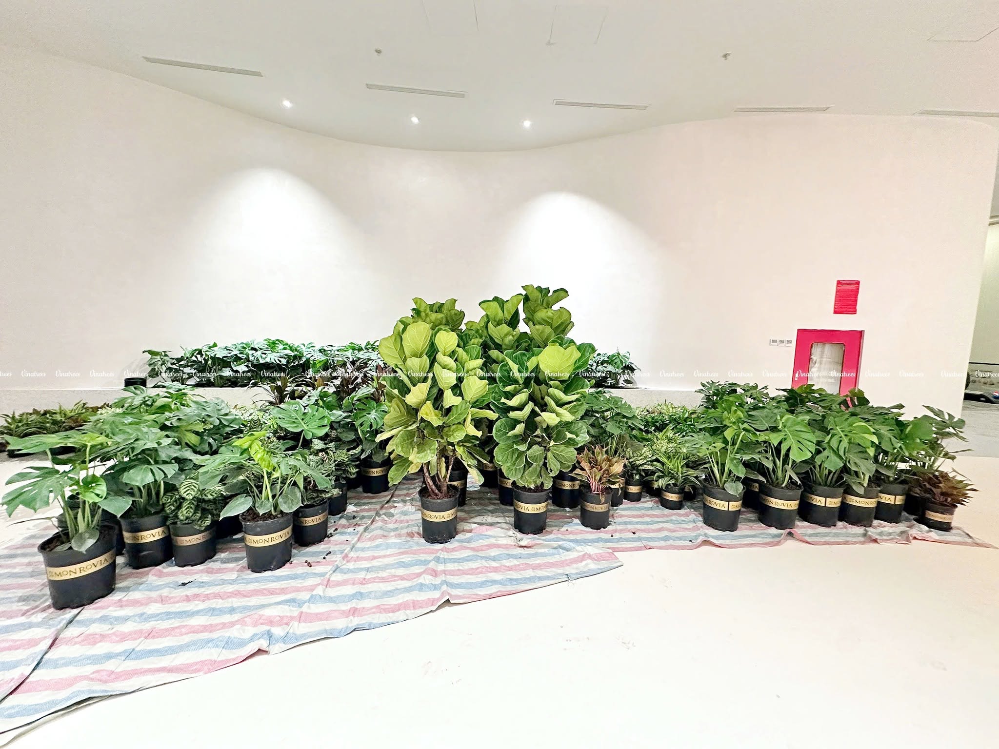 Nhân viên Vinatrees đặt những tấm lớp bạt được cẩn thận trải rộng phủ kín mặt sàn